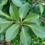 Primer plano de la planta Ilex paraguariensis, conocida como hierba mate, con sus hojas verdes y alargadas. Originaria de Sudamérica, esta planta es la base de la infusión de yerba mate, una bebida energizante popular en países como Argentina, Uruguay y Paraguay. La planta crece en regiones subtropicales y tiene un papel importante en las tradiciones culturales y sociales de la región