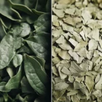 Yerba Mate en dos estados: a la izquierda, hojas frescas de color verde oscuro y brillante con bordes dentados; a la derecha, yerba mate molida en tonos verdes y marrones lista para la infusión. Comparación visual del proceso de transformación de la hierba mate, destacando su origen natural y su uso tradicional en Sudamérica